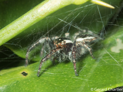 Carrhotus viduus