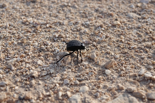 Pitted Beetle