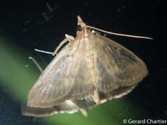 Clupeosoma