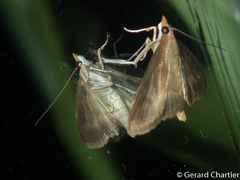Clupeosoma