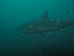 Carcharodon carcharias