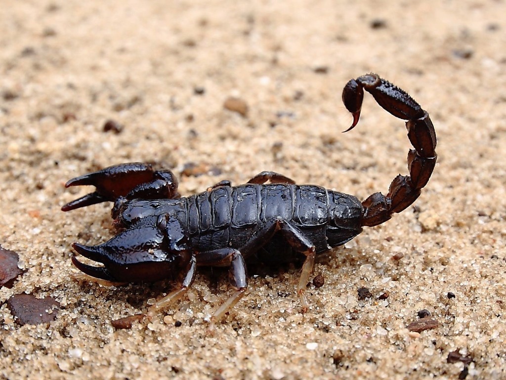 black rock scorpion