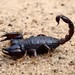 Black Rock Scorpion - Photo (c) John Sear, some rights reserved (CC BY-NC)