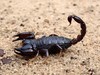 Black Rock Scorpion - Photo (c) John Sear, some rights reserved (CC BY-NC), uploaded by John Sear