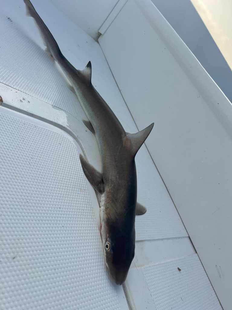 Hooktooth Shark