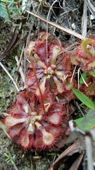 Drosera