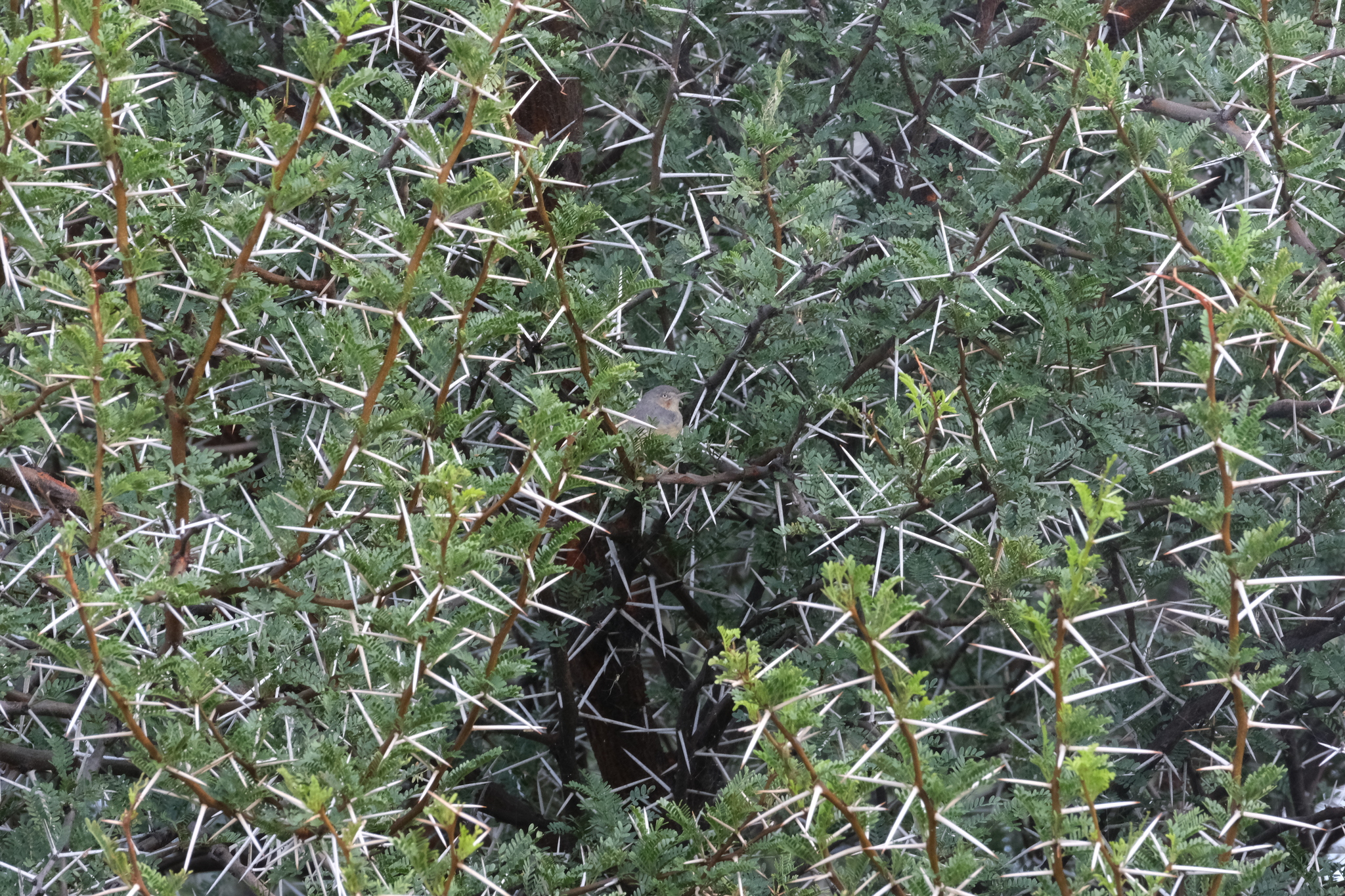 Burnt-necked Eremomela (Eremomela usticollis), photo 9