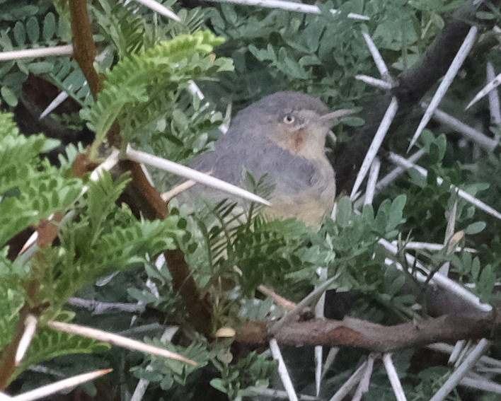 Burnt-necked Eremomela (Eremomela usticollis), photo 2