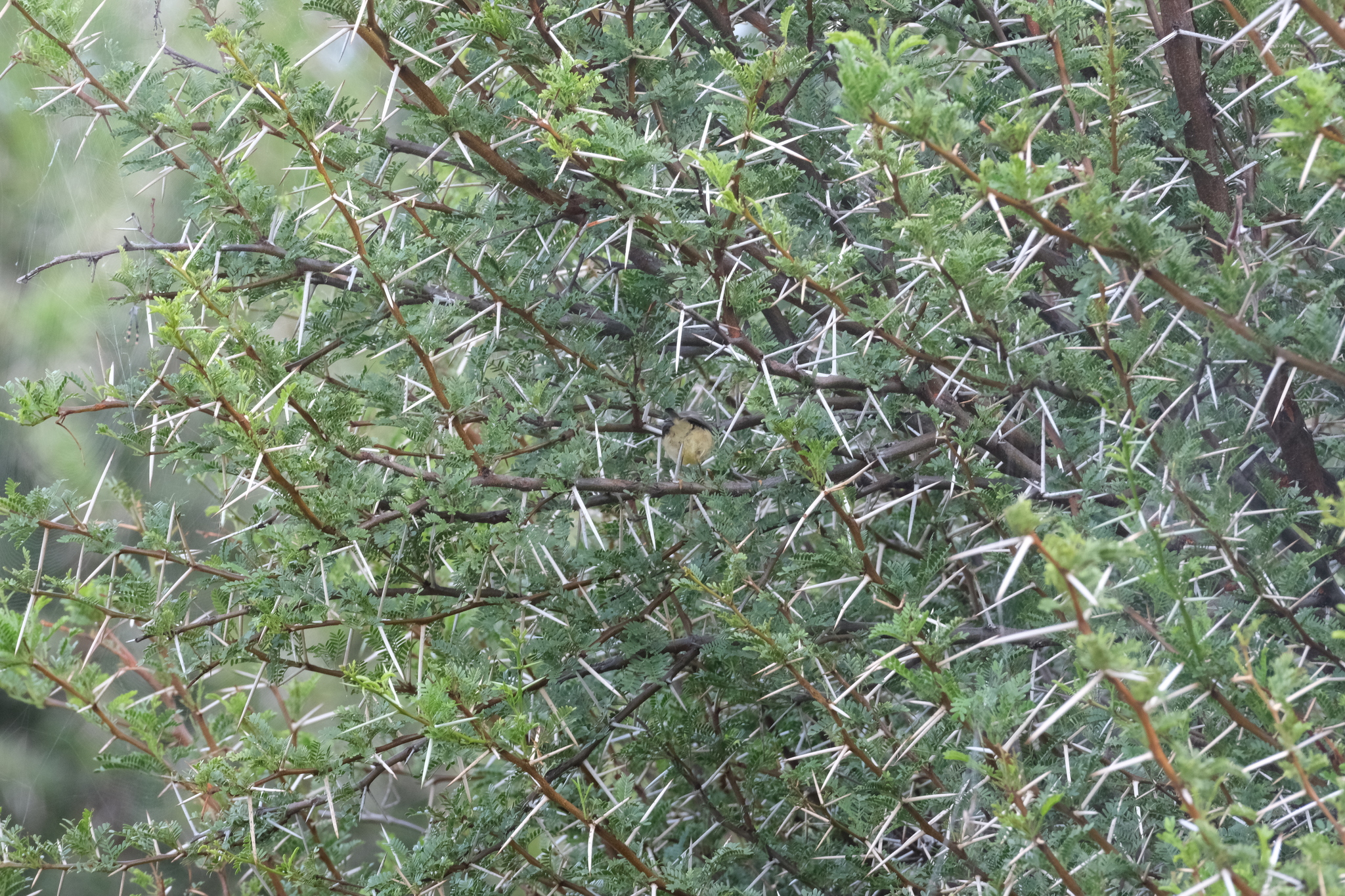 Burnt-necked Eremomela (Eremomela usticollis), photo 8