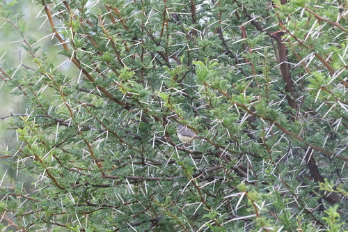 Burnt-necked Eremomela (Eremomela usticollis)