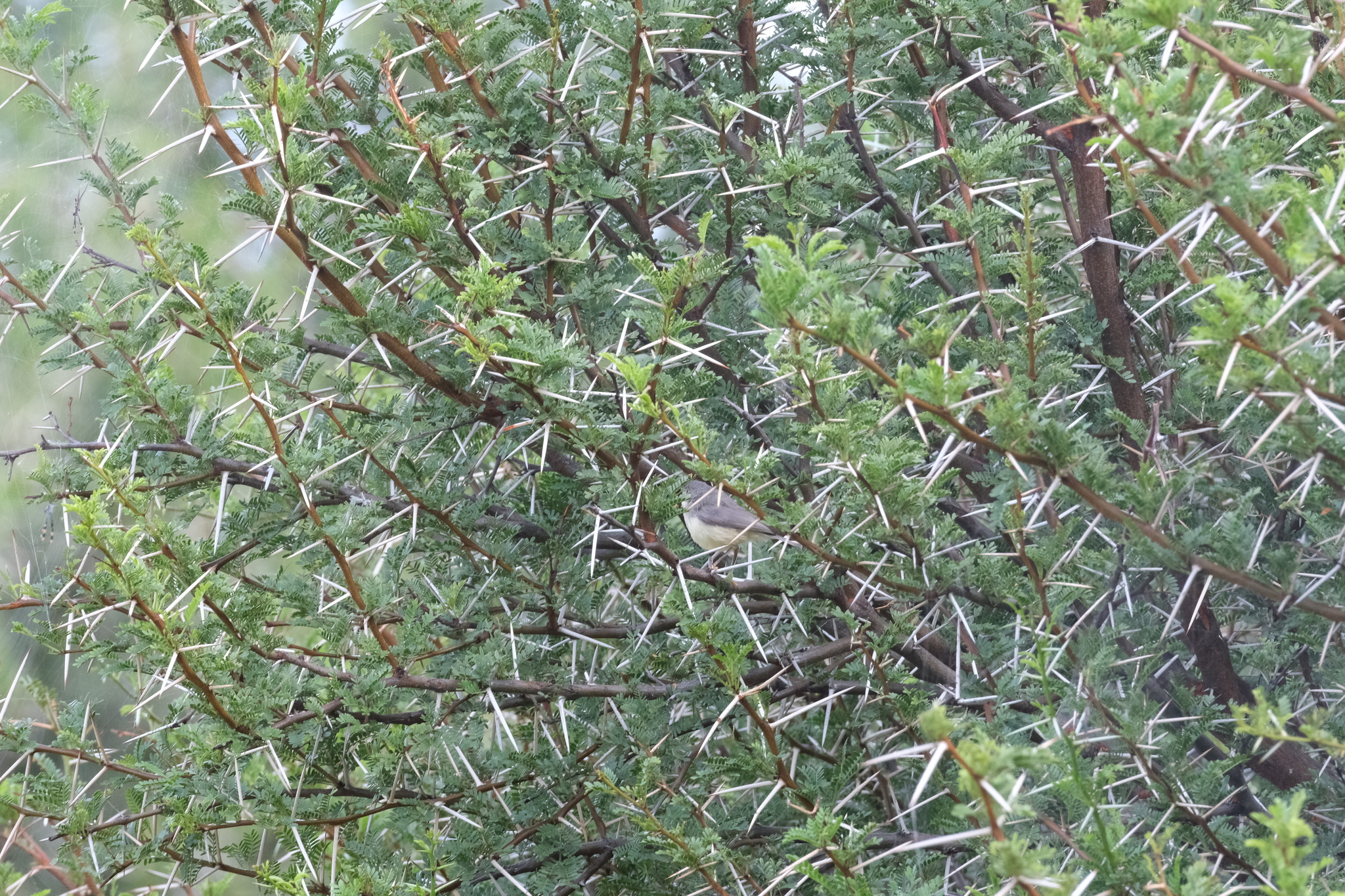 Burnt-necked Eremomela (Eremomela usticollis), photo 1
