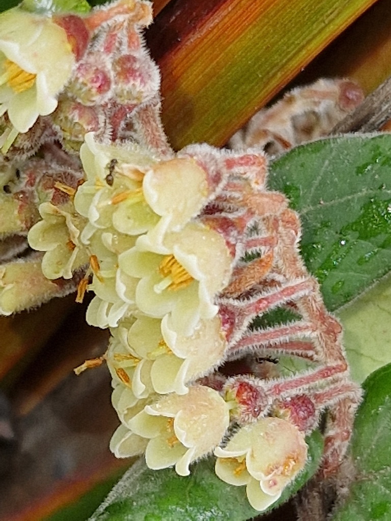 Vaccinium molle