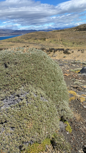 Anarthrophyllum desideratum, photograph 3
