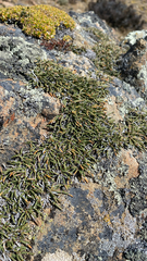 Ephedra frustillata, photograph (c) Sebastián Saiter V., some rights reserved (CC BY)