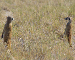 Suricata suricatta