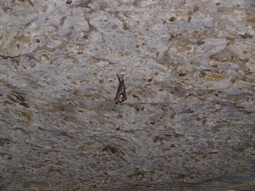 Hipposideros diadema