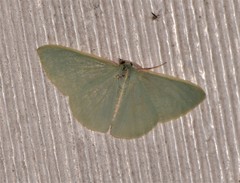 Chlorocoma assimilis