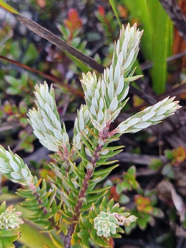 Acrothamnus suaveolens observed 2026-02-13