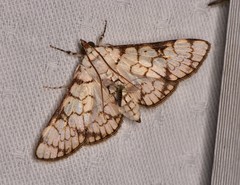 Aphytoceros lucusalis