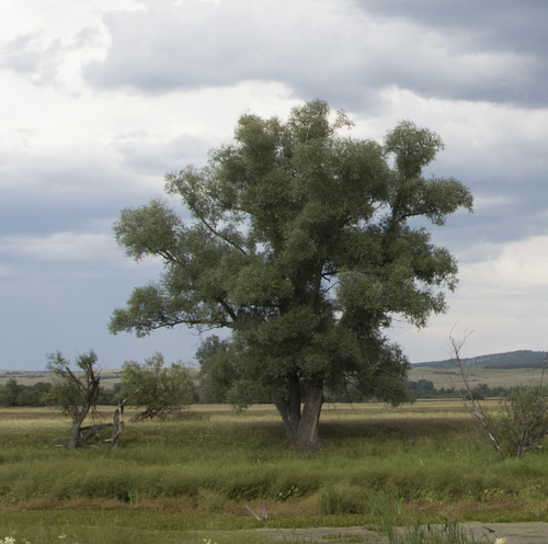 White willow in riparian woodland