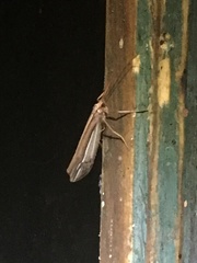 Psychoglypha