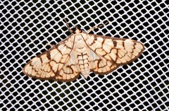 Aphytoceros lucusalis