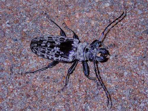 Giant Longhorn