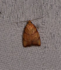 Pycnozancla acribes