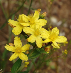 Hypericum barbatum