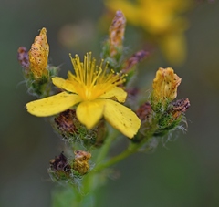 Hypericum barbatum