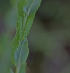 Hypericum barbatum