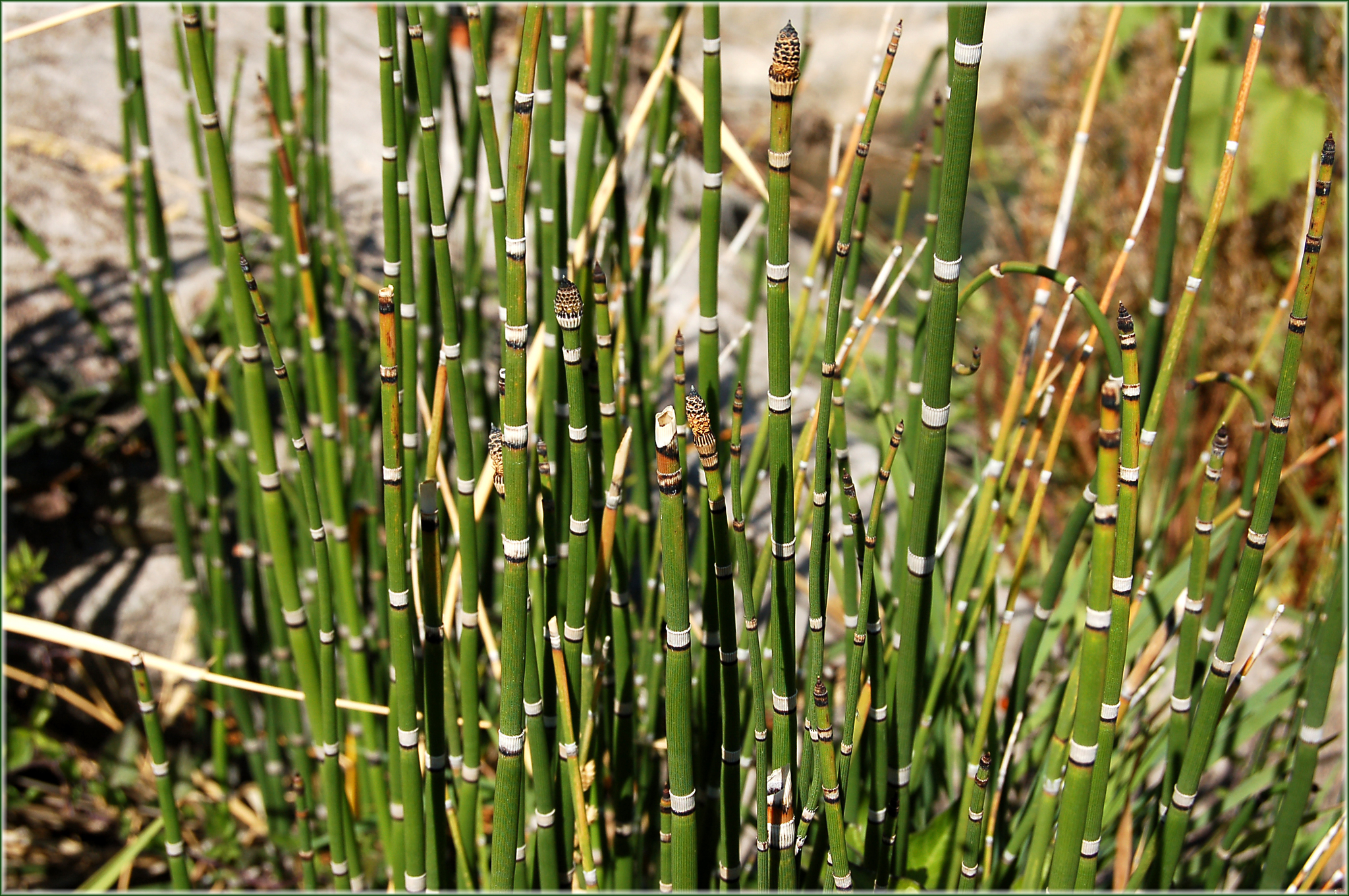Equisetum hyemale ssp. affine