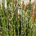 Equisetum hyemale affine - Photo (c) Tony Frates, μερικά δικαιώματα διατηρούνται (CC BY-NC-SA)