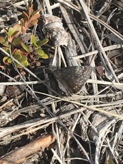 Erynnis persius borealis