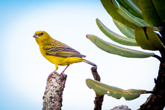 Stripe-Tailed Yellow-Finch photo 2