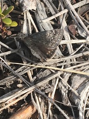 Erynnis persius borealis