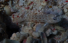 Seychelles Shrimpgoby photo 4
