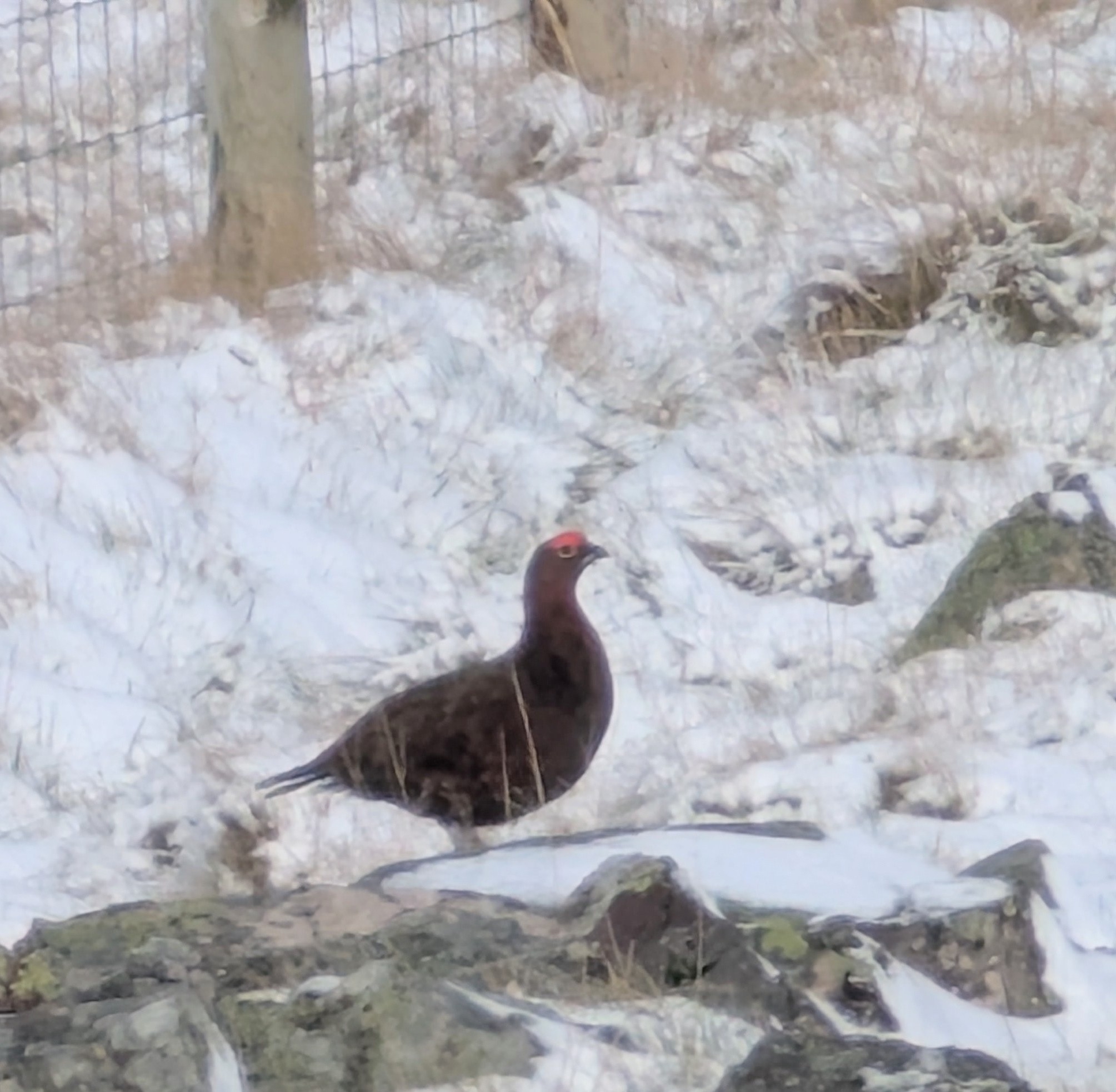 Willow Ptarmigan (Lagopus lagopus), photo 6