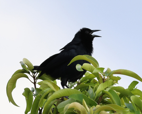 Melodious Blackbird (Dives dives), photo 4