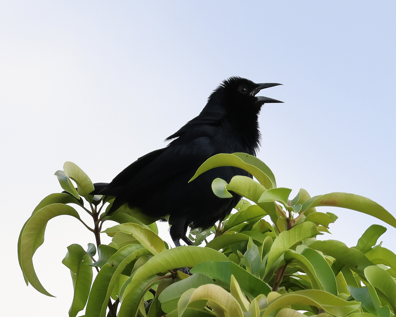 Melodious Blackbird (Dives dives), photo 4