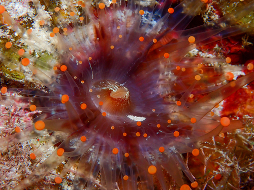 orange ball anemone