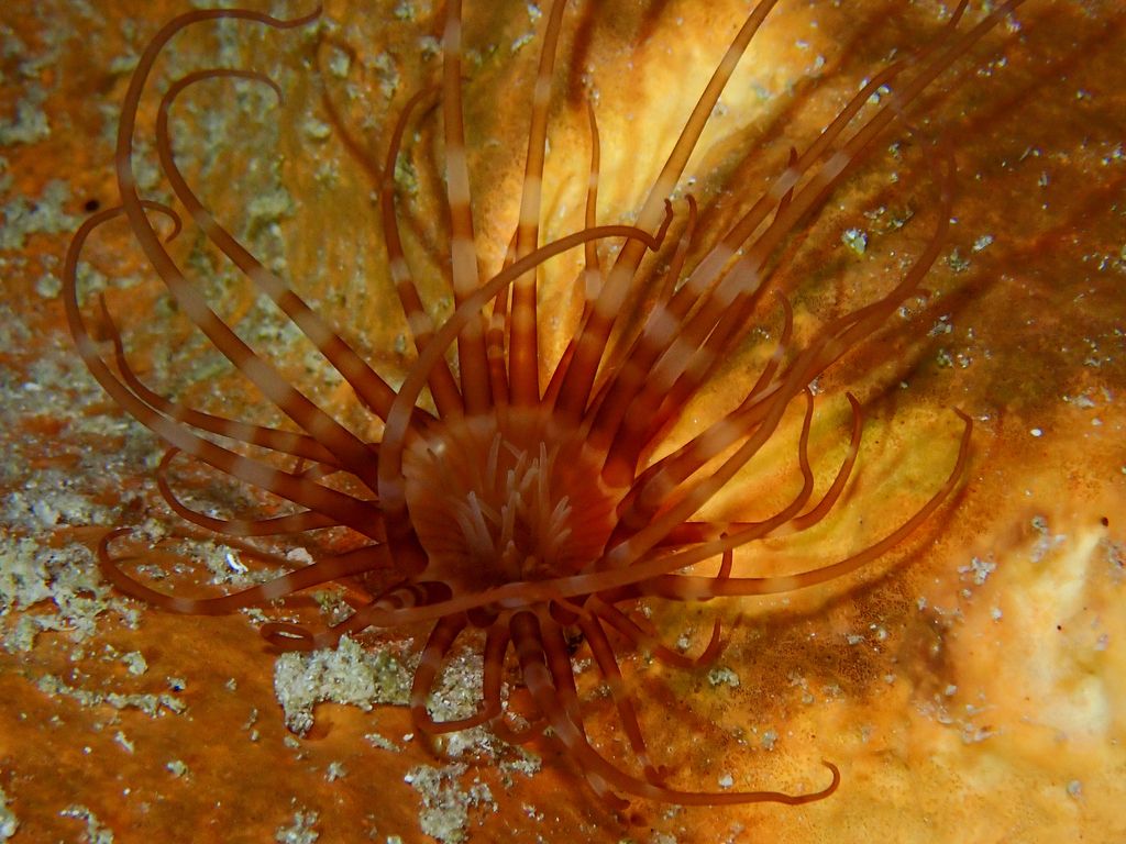 Banded Tube-dwelling Anemone