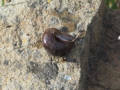 Helminthoglypta nickliniana ramentosa