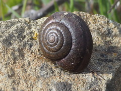 Helminthoglypta nickliniana ramentosa