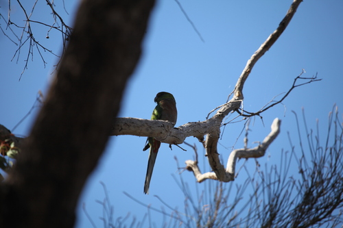 Red-capped Parrot (Purpureicephalus spurius), photo 4