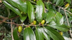 Diospyros morrisiana