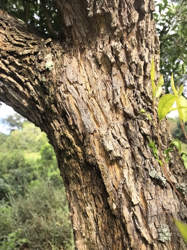 Forest Elder (Nuxia floribunda)