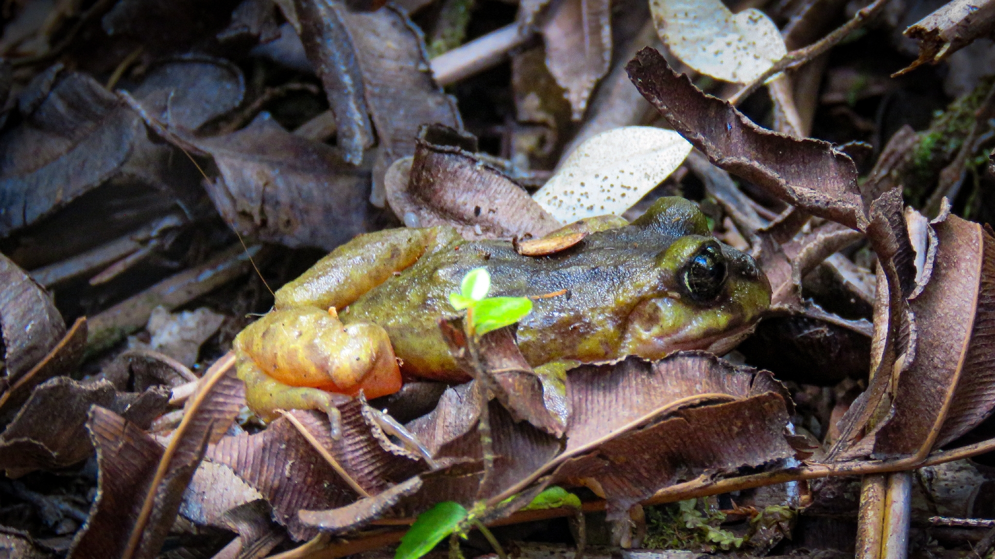 Eupsophus emiliopugini Formas, 1989