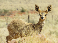 Oreotragus oreotragus