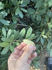 Chrysolepis sempervirens